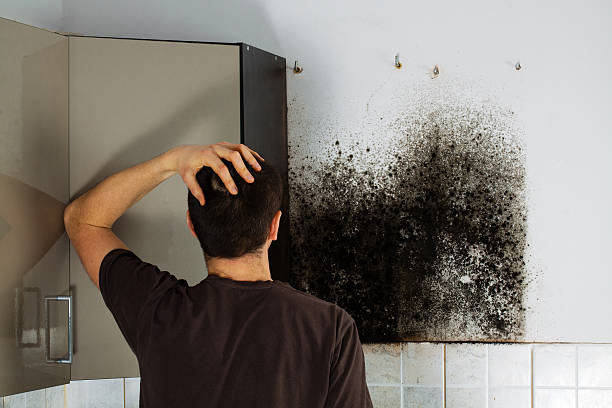 Best Local Mold Removal Service  in Athens, AL